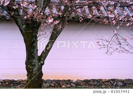 京都市伏見区醍醐寺の桜を撮影 京都市伏見区醍醐寺の桜を撮影 81937441