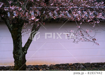 京都市伏見区醍醐寺の桜を撮影 京都市伏見区醍醐寺の桜を撮影 81937442