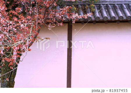 京都市伏見区醍醐寺の桜を撮影 京都市伏見区醍醐寺の桜を撮影 81937455