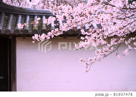 京都市伏見区醍醐寺の桜を撮影 京都市伏見区醍醐寺の桜を撮影 81937478