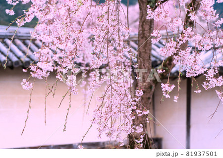 京都市伏見区醍醐寺の桜を撮影 京都市伏見区醍醐寺の桜を撮影 81937501
