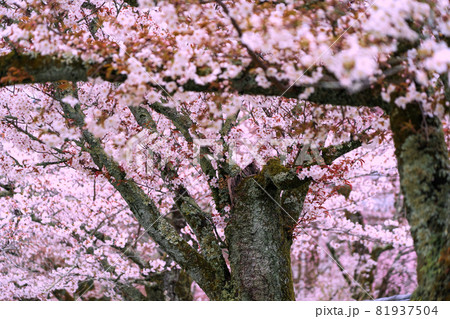京都市伏見区醍醐寺の桜を撮影 京都市伏見区醍醐寺の桜を撮影 81937504