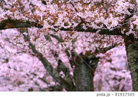 京都市伏見区醍醐寺の桜を撮影 81937505