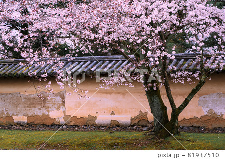 京都市伏見区醍醐寺の桜を撮影 81937510