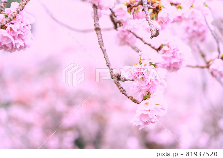 京都市伏見区醍醐寺の桜を撮影 81937520