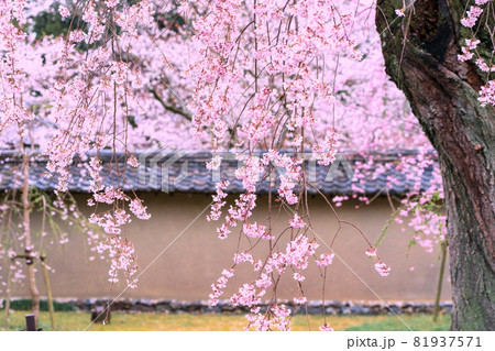 京都市伏見区醍醐寺の桜を撮影 81937571