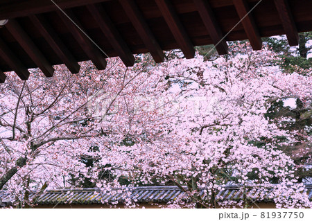 京都市伏見区醍醐寺の桜を撮影 京都市伏見区醍醐寺の桜を撮影 81937750