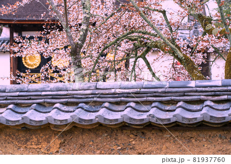京都市伏見区醍醐寺の桜を撮影 京都市伏見区醍醐寺の桜を撮影 81937760