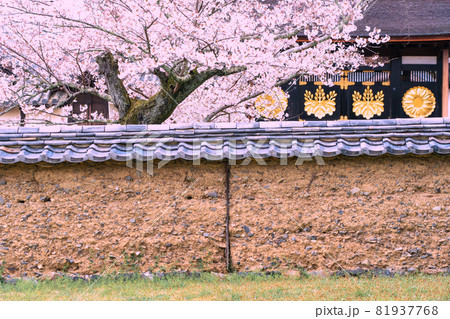 京都市伏見区醍醐寺の桜を撮影 京都市伏見区醍醐寺の桜を撮影 81937768