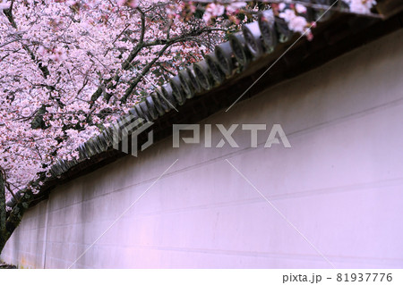 京都市伏見区醍醐寺の桜を撮影 81937776