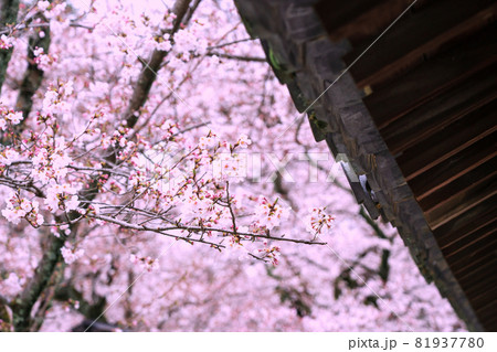 京都市伏見区醍醐寺の桜を撮影 京都市伏見区醍醐寺の桜を撮影 81937780