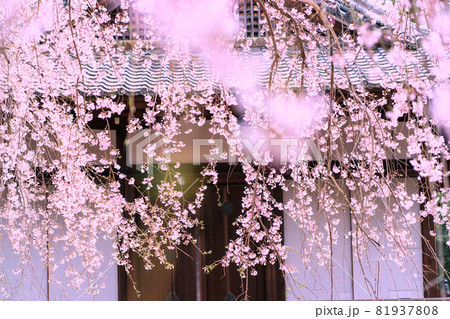 京都市伏見区醍醐寺の桜を撮影 81937808