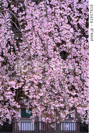 京都市伏見区醍醐寺の桜を撮影 京都市伏見区醍醐寺の桜を撮影 81937819