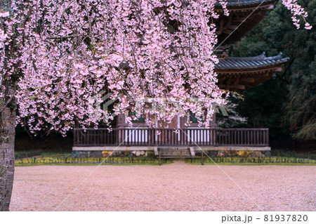 京都市伏見区醍醐寺の桜を撮影 81937820