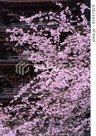 京都市伏見区醍醐寺の桜を撮影 京都市伏見区醍醐寺の桜を撮影 81937829