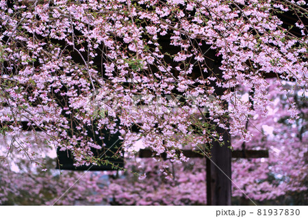 京都市伏見区醍醐寺の桜を撮影 81937830