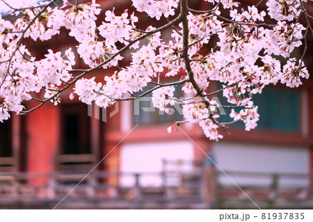 京都市伏見区醍醐寺の桜を撮影 81937835