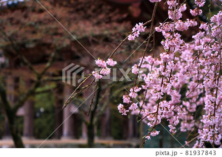 京都市伏見区醍醐寺の桜を撮影 京都市伏見区醍醐寺の桜を撮影 81937843