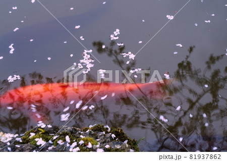 京都市伏見区醍醐寺の桜を撮影 京都市伏見区醍醐寺の桜を撮影 81937862