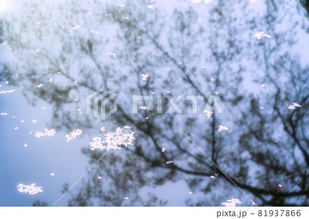 京都市伏見区醍醐寺の桜を撮影 京都市伏見区醍醐寺の桜を撮影 81937866