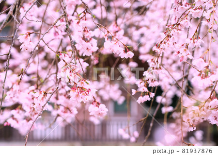 京都市伏見区醍醐寺の桜を撮影 81937876
