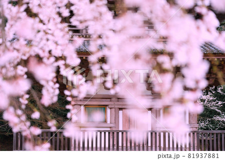 京都市伏見区醍醐寺の桜を撮影 京都市伏見区醍醐寺の桜を撮影 81937881