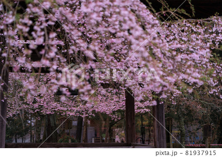 京都市伏見区醍醐寺の桜を撮影 81937915
