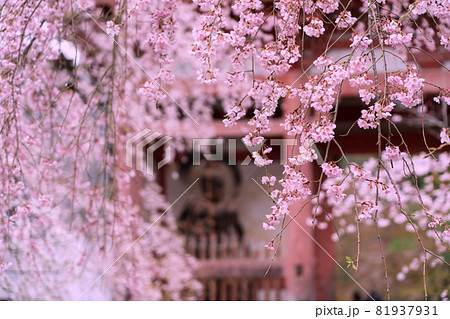 京都市伏見区醍醐寺の桜を撮影 81937931