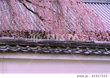 京都市伏見区醍醐寺の桜を撮影 京都市伏見区醍醐寺の桜を撮影 81937939