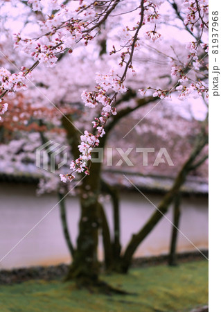 京都市伏見区醍醐寺の桜を撮影 81937968