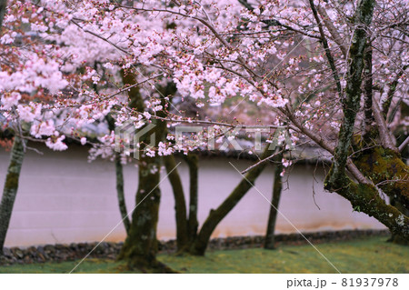 京都市伏見区醍醐寺の桜を撮影 81937978