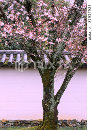 京都市伏見区醍醐寺の桜を撮影 81937983