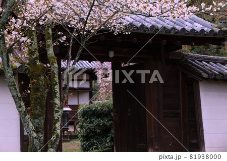 京都市伏見区醍醐寺の桜を撮影 京都市伏見区醍醐寺の桜を撮影 81938000