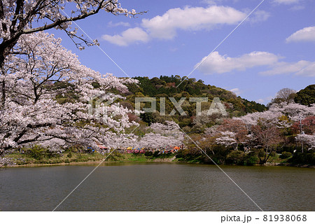 甘木公園の桜 甘木公園の桜 81938068