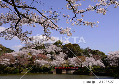 甘木公園の桜 甘木公園の桜 81938071