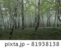 朝靄の森 81938138