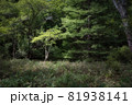 戦場ヶ原 81938141