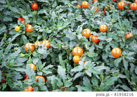 Potted winter cherry plants or Jerusalem cherry Solanum Pseudocapsicum, Nightshade with red and orange fruits. Potted winter cherry plants or Jerusalem cherry Solanum Pseudocapsicum, Nightshade with red and orange fruits. 81938216
