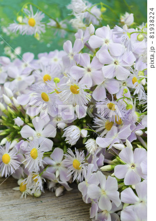 bouquet of dasies on shabby turquoise background. Concept of freedom. close up bouquet of dasies on shabby turquoise background. Concept of freedom. close up 81938224