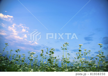 奈良県櫻井市笠地区で撮影した蕎麦の花 奈良県櫻井市笠地区で撮影した蕎麦の花 81938350
