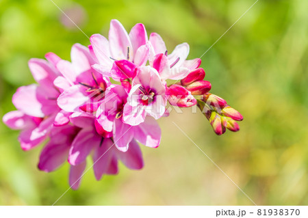 庭に咲いたイキシアの花の写真素材