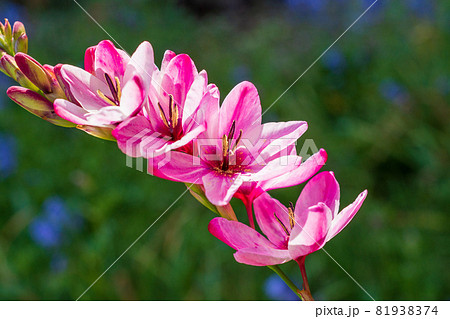 庭に咲いたイキシアの花イキシアの写真素材
