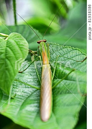 オオカマキリのオス オオカマキリのオス 81938386