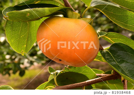 伊勢　蓮台寺柿 81938468