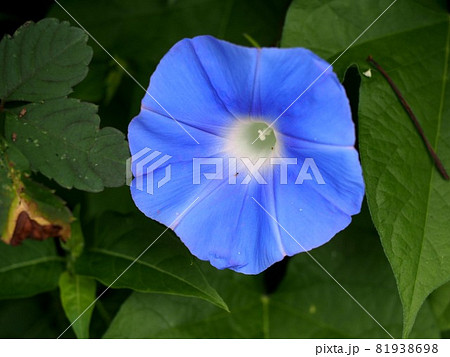 水辺に咲いた青いアメリカアサガオ 81938698