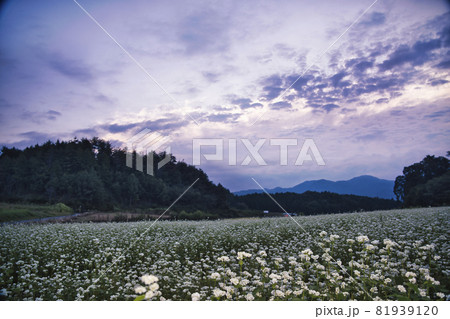 奈良県櫻井市笠地区で撮影した蕎麦の花 81939120