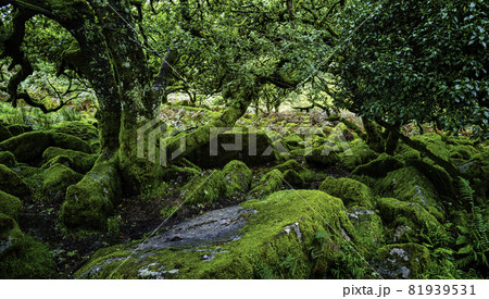 Wistman's Wood - mystic oakwood on Dartmoor, Devon, United Kingdom Wistman's Wood - mystic oakwood on Dartmoor, Devon, United Kingdom 81939531