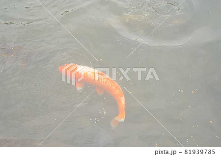 池で泳いでいるコイ 81939785