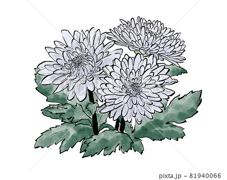 白色の複数の中菊イラスト 水墨画風 のイラスト素材