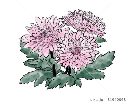 ピンク色の複数の中菊イラスト 水墨画風 のイラスト素材